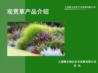 09年景觀設(shè)計(jì)咨詢(xún) 園林景觀觀賞草產(chǎn)品介紹
